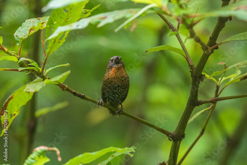 Rufous-throated wren-babbler (Spelaeornis caudatus) at Bijonbari, Darjeeling, India photo