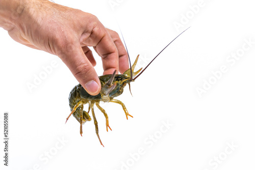Man's hand holds a one live green crayfish. White background. Catching crayfish for human consumption.