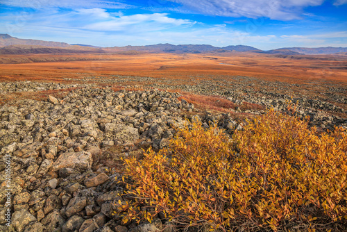 Arctic Tundra and Scrub Willow, Northest Territories