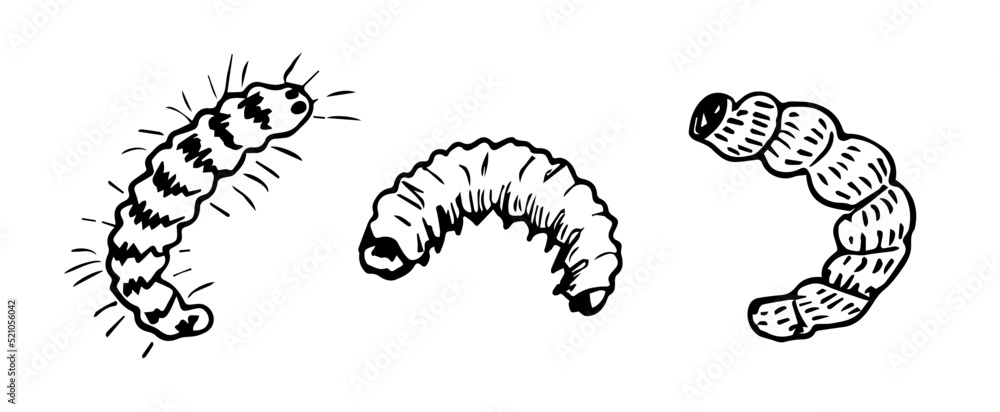 Hand-drawn simple vector drawing in black outline. Insect pest, caterpillar, larvae isolated on white background. Wildlife element. Ink sketch set.