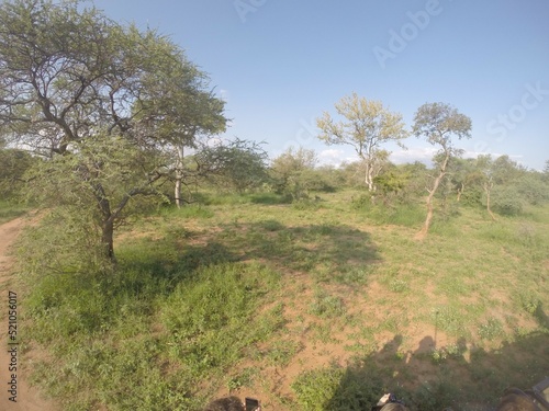 Kruger National Park   SAvanah