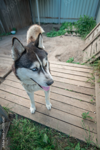 Beautiful husky dog in an aviary in a private house.