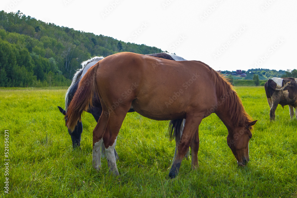 A horse eats grass in a meadow in summer among the trees.