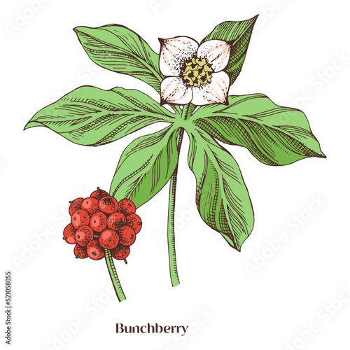 Swamp medicinal plant bunchberry with red fruits