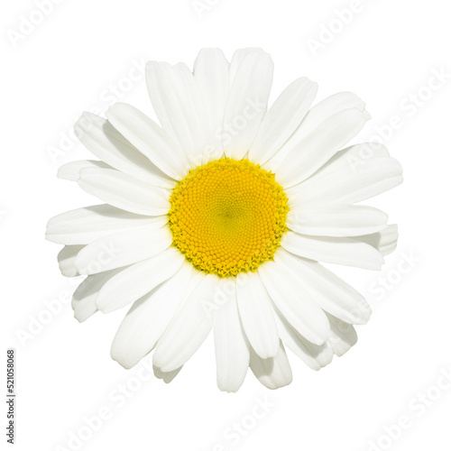 Blooming white chamomile daisy isolated  top view