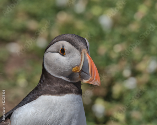 Atlantic puffin with chamomile flowers on Skomer Island. photo