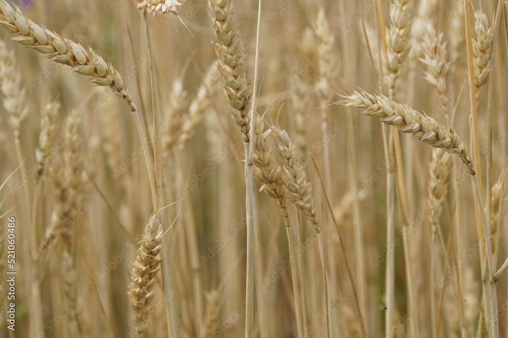 Wheat field. Mature grains. Grain harvest. Bread. Food. Ears of wheat. Close-up. Ukraine. Russia. Belarus. Summer day. Agriculture. Agro industry. Wheat field. Mature grains. Grain harvest. Bread. Food. Ears of wheat. Close-up. Ukraine. Russia. Belarus. Summer day. Agriculture. Agro industry.