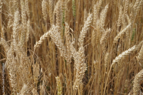 Wheat field. Mature grains. Grain harvest. Bread. Food. Ears of wheat. Close-up. Ukraine. Russia. Belarus. Summer day. Agriculture. Agro industry.