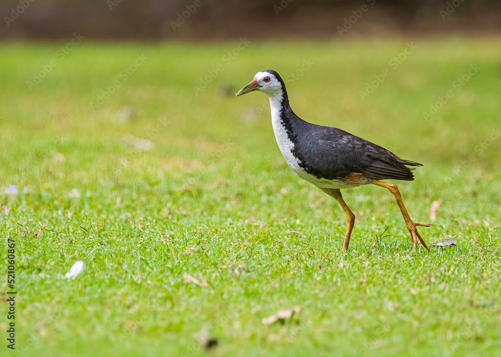 A White chested water hen roaming A White chested water hen roaming