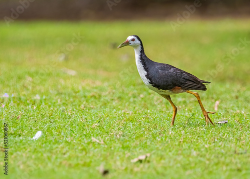 Foto A White chested water hen roaming