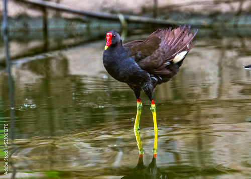 Schilderij op canvas A Eurasian water hen resting