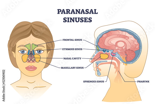 Paranasal sinuses location with nasal cavity structure anatomy outline diagram. Labeled educational scheme with frontal head sinus and pharynx sections for respiratory system vector illustration.