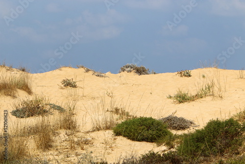 Sand dune on the shores of the Mediterranean Sea in northern Israel.
