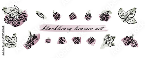 blackberry berries set hand drawn illustrations with watercolor vector brush strokes