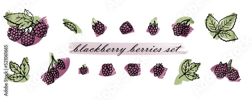 blackberry berries set hand drawn illustrations with watercolor vector brush strokes