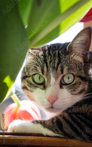 Flor naranja con gato