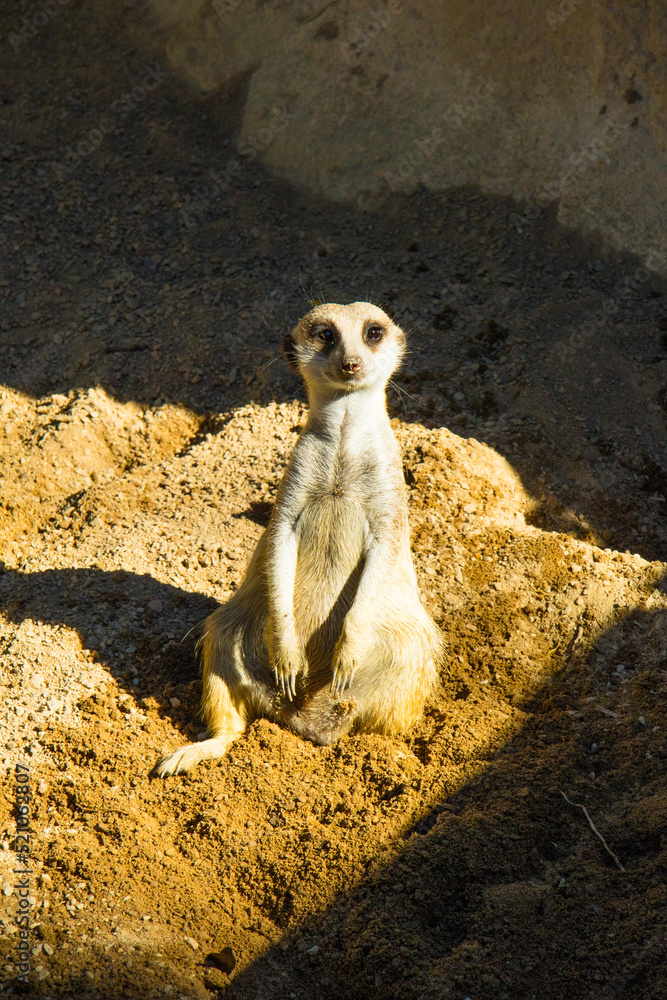 Suricato ou suricata, mamifero encontrado em zoo pelo mundo. Pode ser encontrada na África do Suricato ou suricata, mamifero encontrado em zoo pelo mundo. Pode ser encontrada na África do