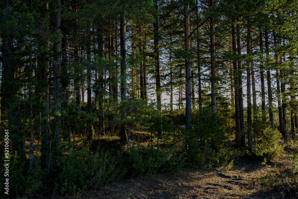 Obraz premium trees in the forest