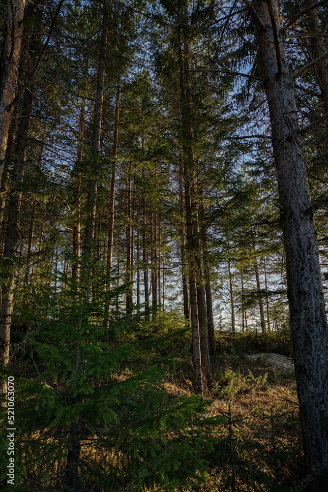 autumn forest in the morning