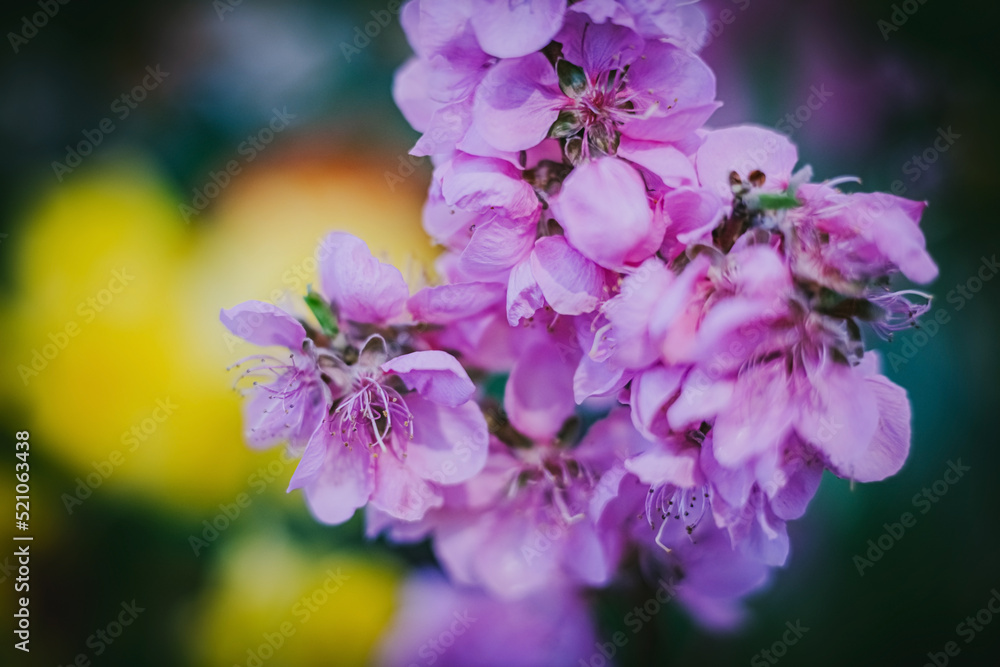 Flowers- soft focus effect. Depth of field Flowers- soft focus effect. Depth of field