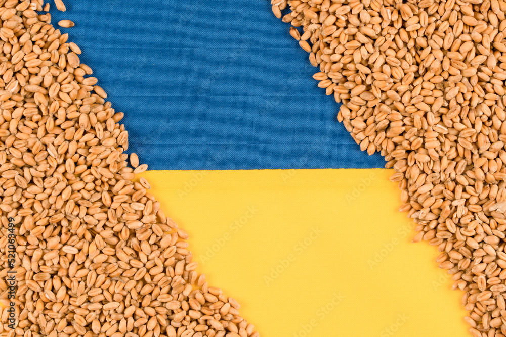 Wheat grain over Ukrainian flag with copy space for text. Global and European food crisis. World wheat grain crisis - obrazy, fototapety, plakaty 