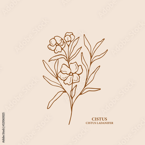 Sketch cistus flower branch illustration photo