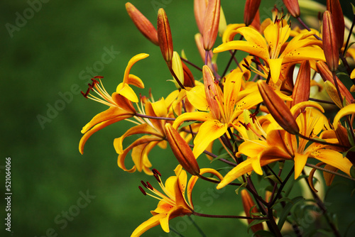 orange lilies in the garden. yellow beautiful flowers background 