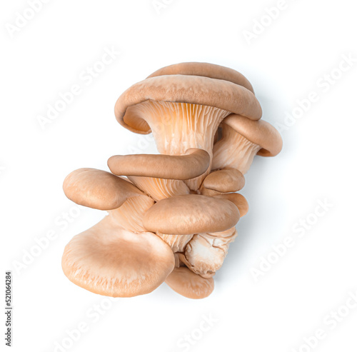 Oyster mushrooms isolated on a white background. Side view.