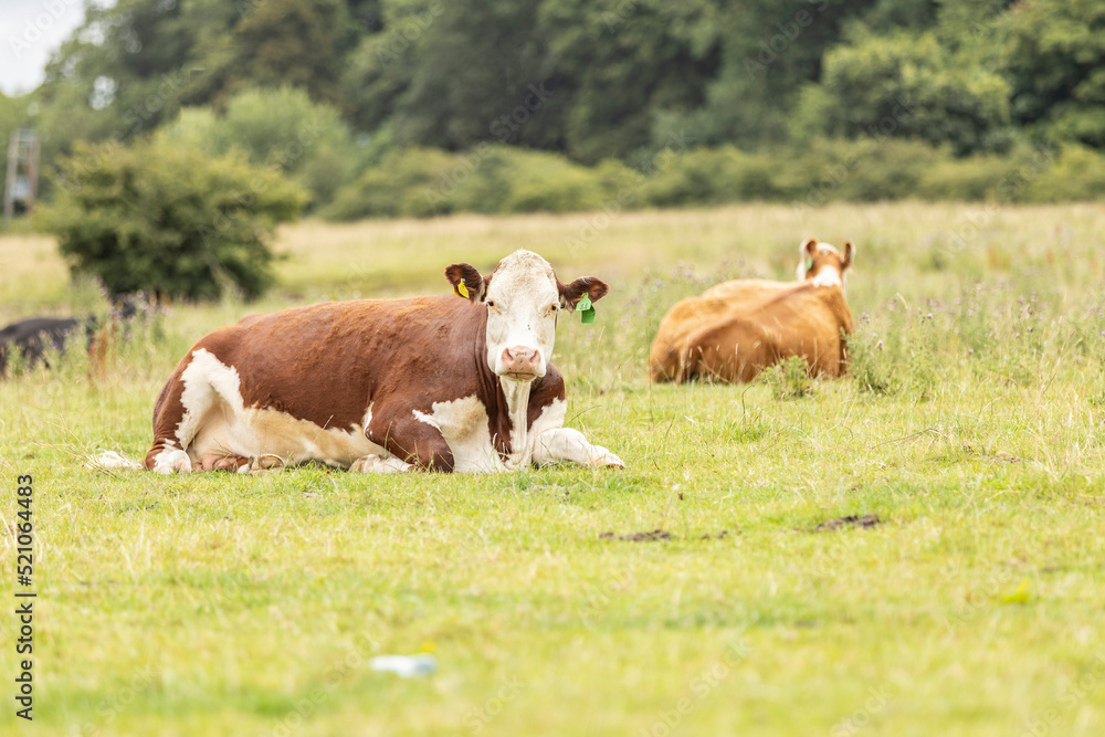brown and white cow sitting in the pasture. Beef production in the countryside of uk brown and white cow sitting in the pasture. Beef production in the countryside of uk