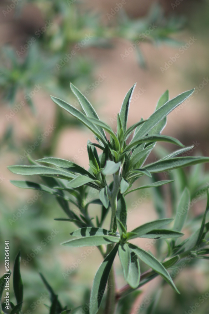 Fototapeta premium close-up of green plant