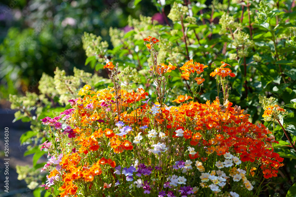 Orange nemesia flowers lit by the sun in a flower bed. Bright orange summer floral background. Flowers lit by sun in the summer garden