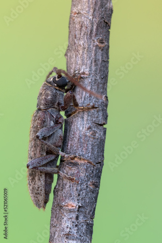 a longhorn beetle - Trichoferus holosericeus photo