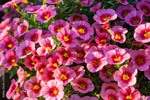 Floral background with bright pink calibrachoa with yellow throat. Summer floral background