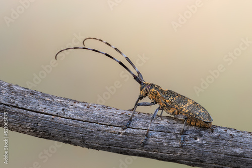 a longhorn beetle - Monochamus galloprovincialis © Marek R. Swadzba