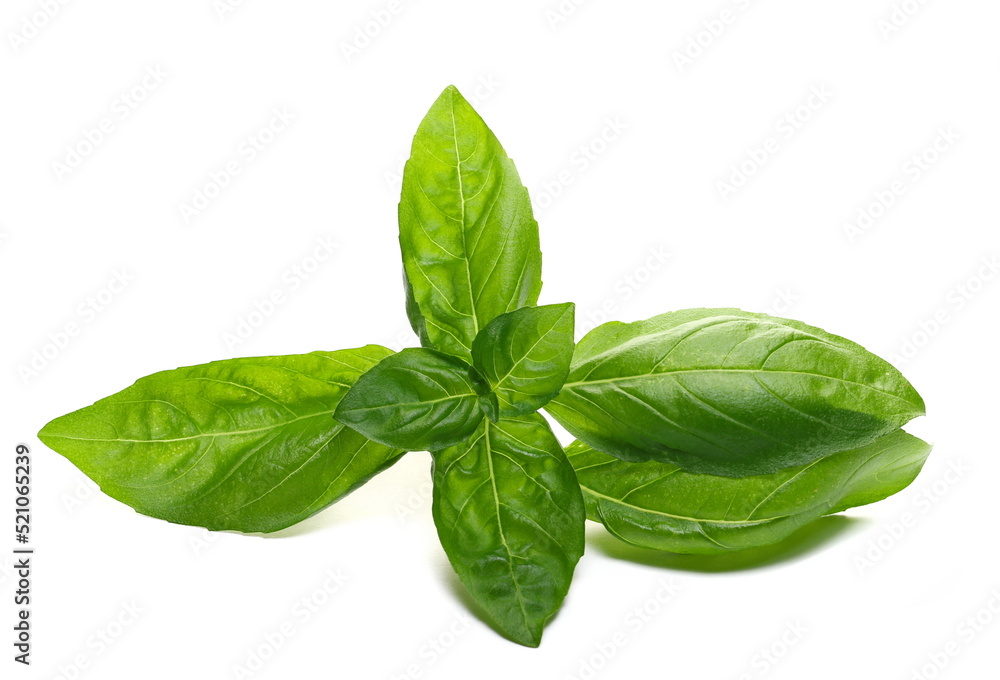 Fresh basil flower with green leaves isolated on white Fresh basil flower with green leaves isolated on white