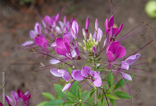 Fototapeta Naklejka Na Ścianę i Meble -  Pink cleome hassleriana flower. This plant is also known under the names spider flower, spider plant, pink queen, and grandfather's whiskers. Location: Neuenhaus, Germany
