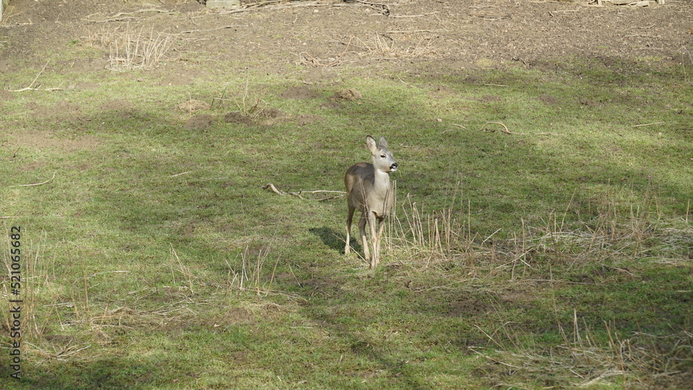 Fototapeta premium Reh, Rehe auf der Wiese im Gras