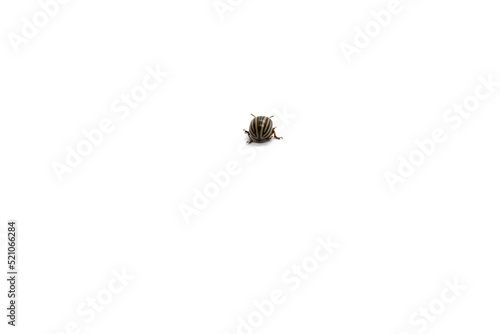 Colorado beetle on a white background