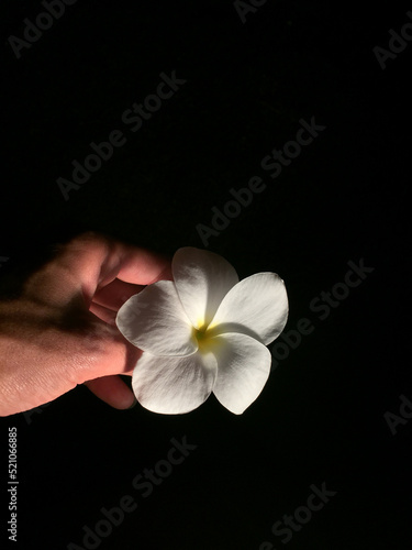 Hand holding a white flower with yellow details at night with a black background