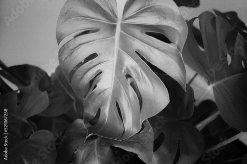 black and white plant