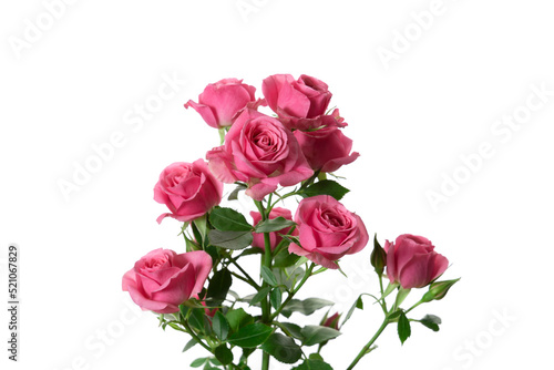 Bouquet of pink roses isolated on a white background.