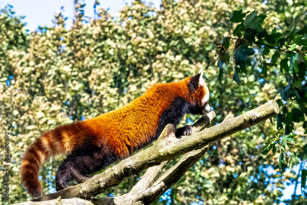 Fototapeta premium Red panda (Ailurus fulgens) known as lesser panda, the red bear-cat, or cat-bear