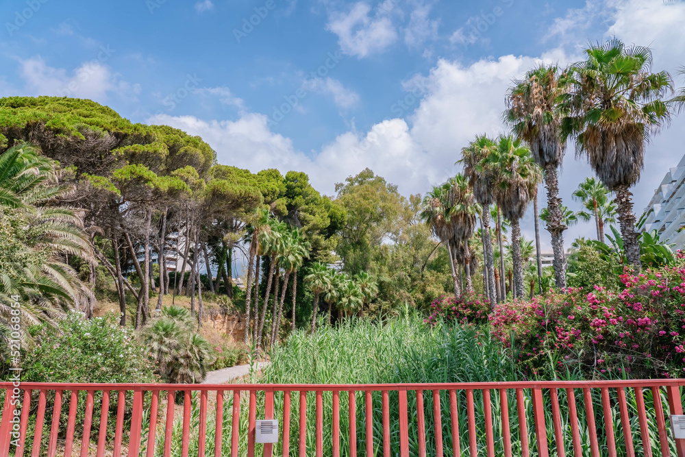 Wild bushes with Bougainvillea flowers in bloom, palms, big green grass, trees in Marbella, Spain Wild bushes with Bougainvillea flowers in bloom, palms, big green grass, trees in Marbella, Spain
