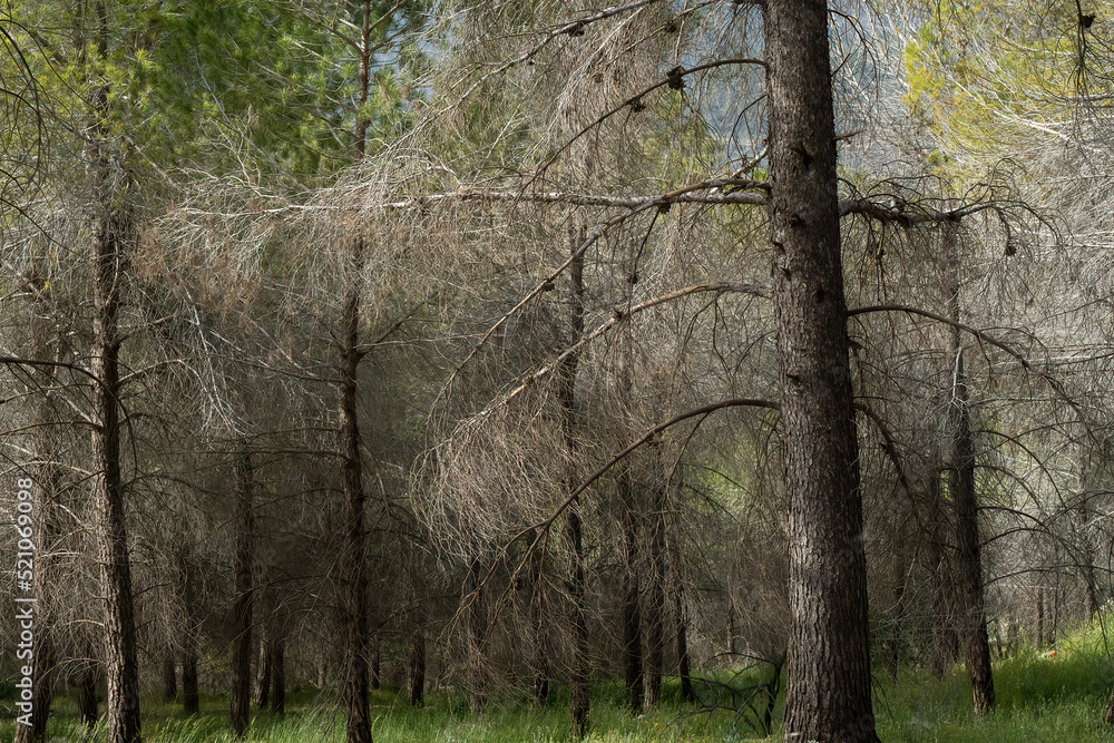 Fototapeta premium A Pine Forest near Jerusalem, Israel