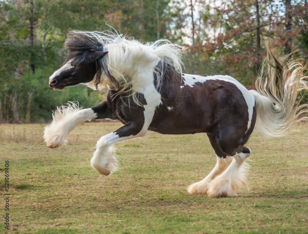 Gypsy horse mare plays and bucks in autumn pasture Gypsy horse mare plays and bucks in autumn pasture