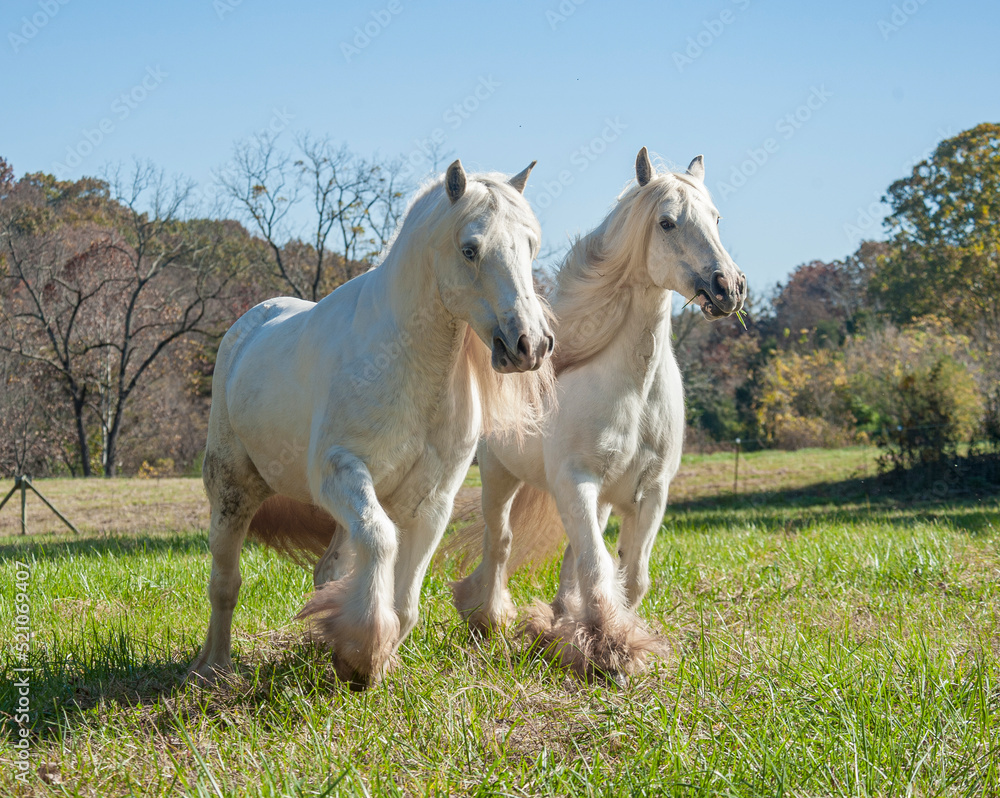 Obraz premium Two white Gypsy Horse mares running in autumn pasture