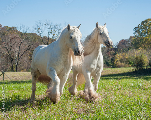 Two white Gypsy Horse mares running in autumn pasture