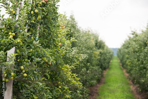 Apple orchard of young green trees