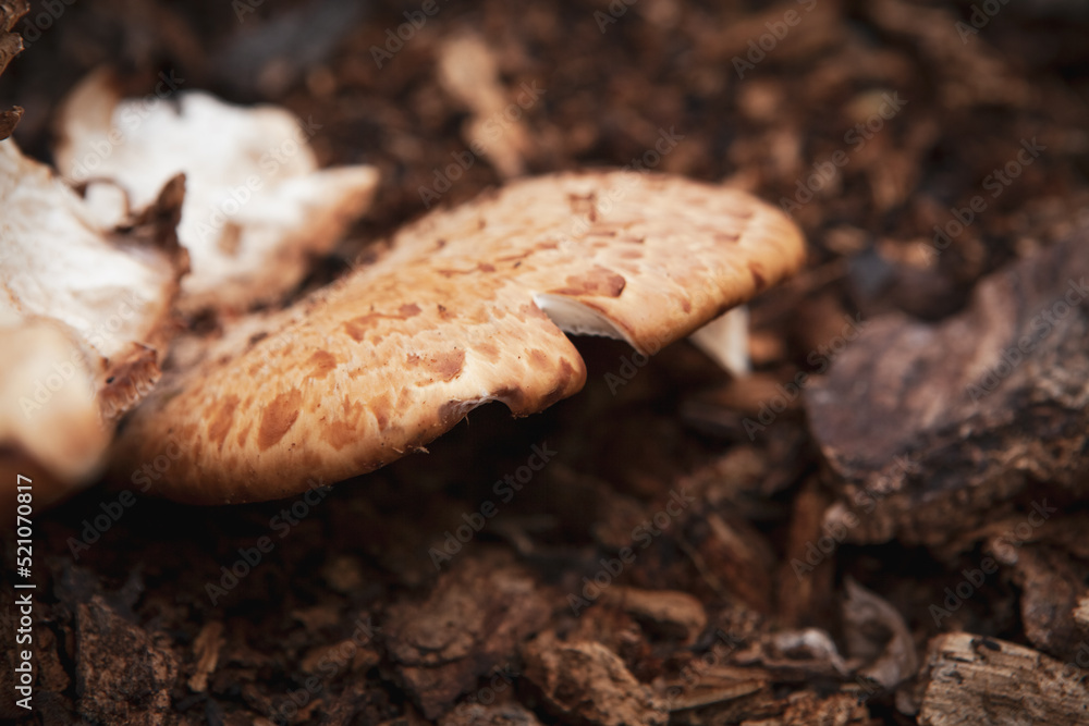 Mushrooms growing amidst fallen leaves in autumn forest