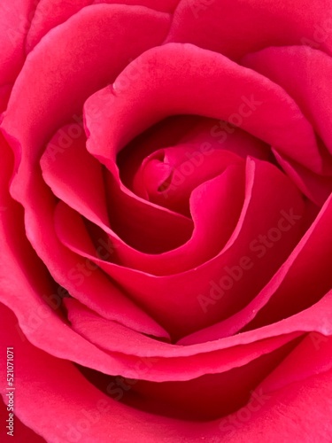 Red and pink roses